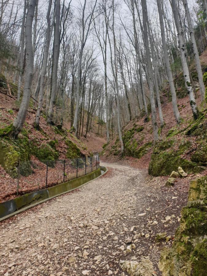 Vila Dionysos Brasov Ghimbav Zewnętrze zdjęcie